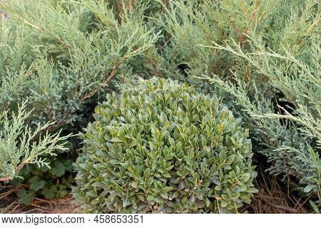 Evergreen Round Boxwood Shrub Ball In Summer Garden. Landscaping Design With Buxus Plant.