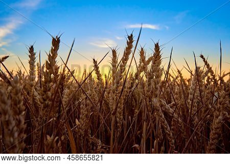 Golden Field With Ripe Wheat Ears At Sunset, Food Crisis And World Hunger Concept, Growing Wheat Spr