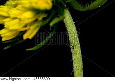 One Adult Aphid Insect On The Peduncle Of The Daisy Family Flower. Aphids Are Sucking Pest Which Suc