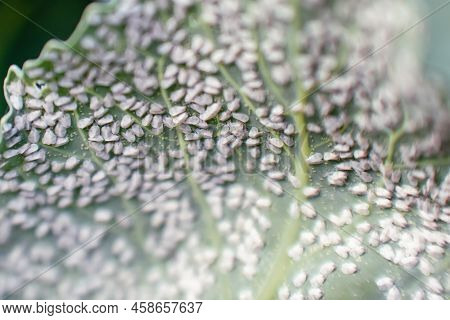 Whitefly Aleyrodes Proletella Agricultural Pest On Cabbage Leaf.