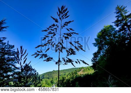 Johnson Grass (sorghum Halepense) Silhouetted Against A Blue Sky In The Dordogne Countryside
