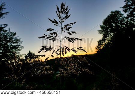 Johnson Grass (sorghum Halepense) Silhouetted Against A Blue Sky At Sunset