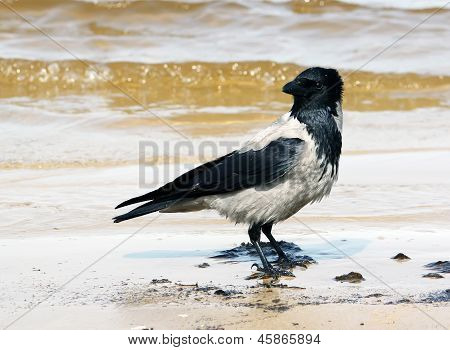 Magpie