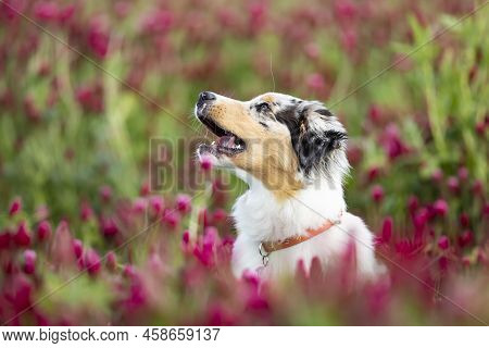 The Australian Shepherd Is A Breed Of Herding Dog From The United States. Portrait Od Dog In Clover 