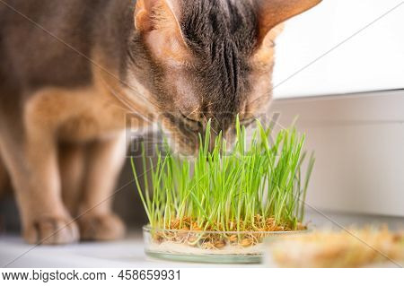 Cute Abyssinian Blue-beige Cat Eats Grass For The Stomach Health Of Pets On The Windowsill. Conceptu