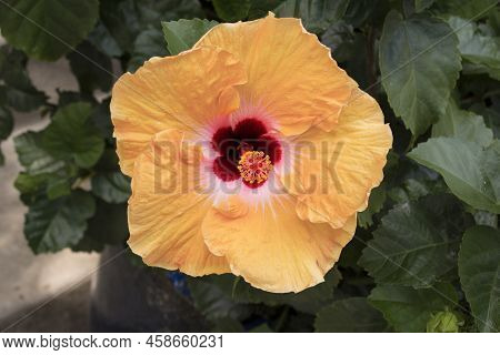 A Yellow Hibiscus Blossom Decorates A Yard In Columbus, Ohio