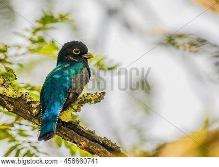 Gartered Trogon Perched On A Tree In Tikal