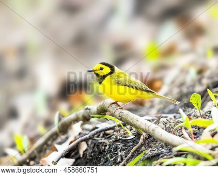 Hooded Warbler Foraging For Food On The Ground