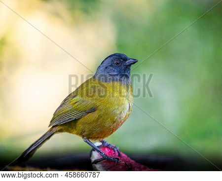 Large Footed Finch Munching On Some Fruit