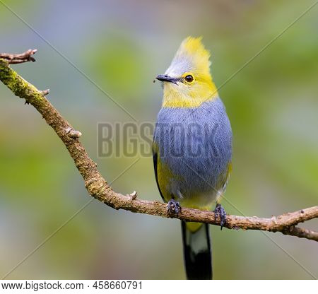 Long Tailed Silky Flycatcher Perched On A Tree