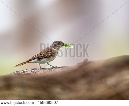 Puerto Rican Kingbird With Food Perched On A Dead Tree
