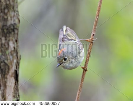 Ruby Crowned Kinglet Perched Vertical On A Tree