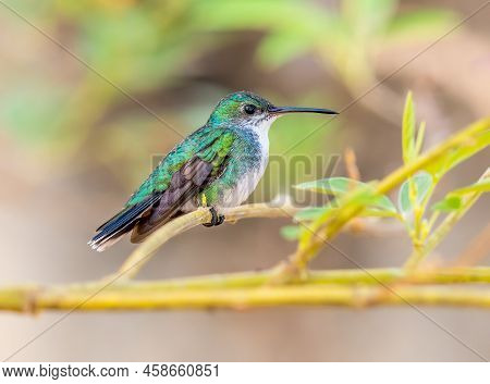 Sapphire Throated Hummingbird Perched On A Tree