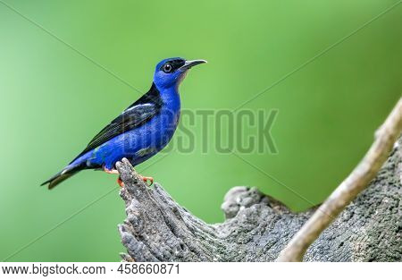 Shining Honeycreeper Perched On A Dead Tree
