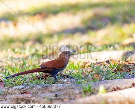 Squirrel Cuckoo Foraging For Food On The Ground