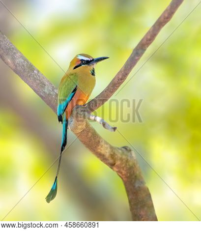 Turquoise Browed Motmot Perched On A Tree