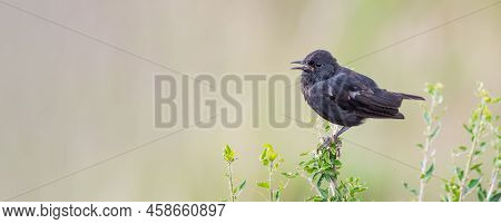 Sooty Chat Perched On A Tree In Kenya