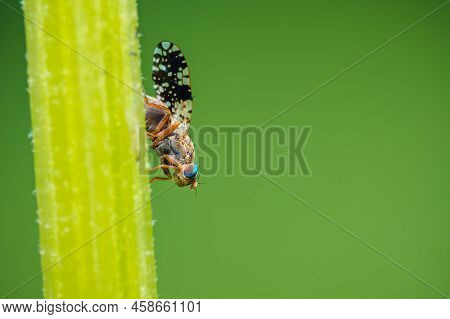 A Fly From The Genus Tephritis, Close-up Macro Shot. A Fly Climbs On A Blade Of Grass, Shallow Depth