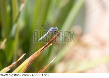 Macro Shot Of A Great Blue Skimmer Dragonfly