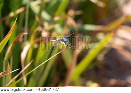 Macro Shot Of A Great Blue Skimmer Dragonfly