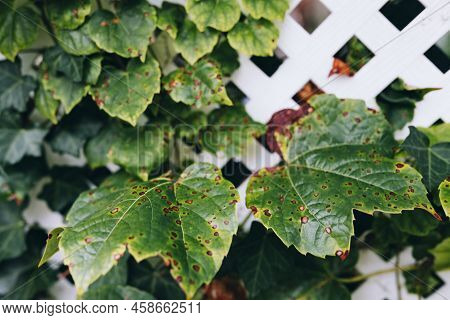 Grape Leafs Diseases. Angular Reddish Brown Spots With Shot-hole Centers On Grape Leaves Caused By A