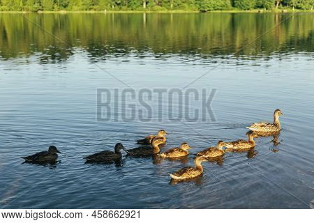 A Family Of Ducks, A Duck, And Its Little Ducklings Are Swimming In The Water On A Sunny Day On The 