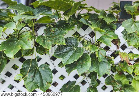 Grape Leafs Diseases. Angular Reddish Brown Spots With Shot-hole Centers On Grape Leaves Caused By A