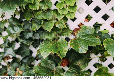 Grape Leafs Diseases. Angular Reddish Brown Spots With Shot-hole Centers On Grape Leaves Caused By A