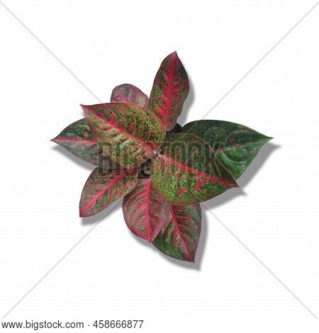 Close-up Aglaonema Viewed From Above On A White Background