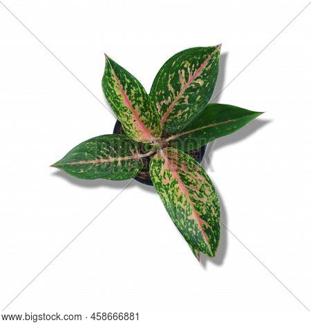 Close-up Aglaonema Viewed From Above On A White Background