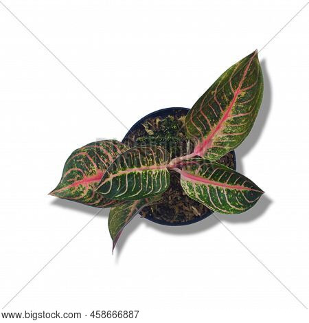 Close-up Aglaonema Viewed From Above On A White Background