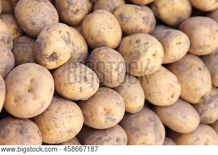 Close-up Of Bunch Of Fresh Potatoes At Market Showcase. Eco-friendly And Farm Vegetables. Harvesting