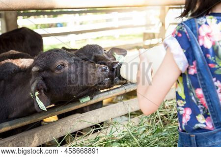 Asian Child Girl Holding A Bottle Of Milk,give Food,feeding Milk To The Baby Buffalo At The Buffalo 