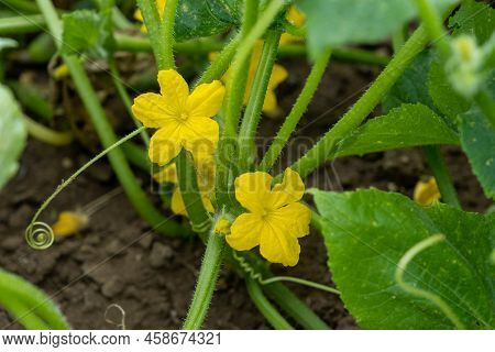 Small Cucumber With Yellow Flower And Tendrils Close-up On The Garden Bed. The Ovary Of Cucumber, Yo