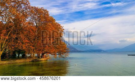 Annecy, France - October 20, 2015: A Tree In Fall Has Branches Hanging Ocer The Lake Of Annecy