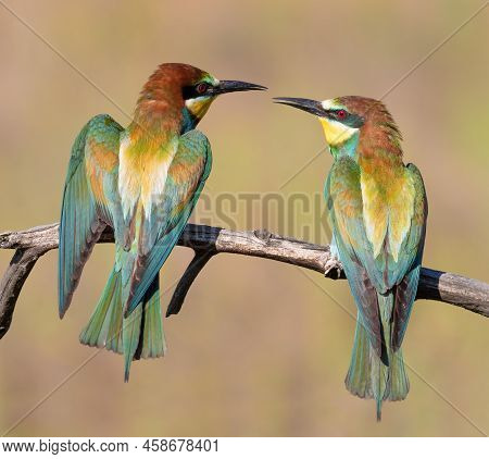 European Bee-eater, Merops Apiaster. Male And Female Sitting On A Branch Next To Each Other