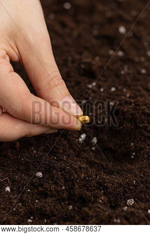 A Woman's Hand Holds A Corn Seed. A Woman's Hand Plants Seeds In The Ground. The Concept Of Agricult