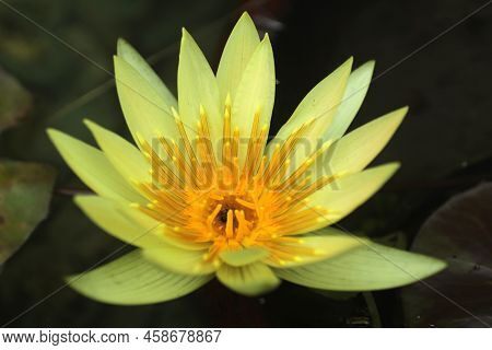 Yellow Lotus Water Lily - Nymphaea Floating In A Pond. Beautiful Aquatic Flower Background. Yellow L