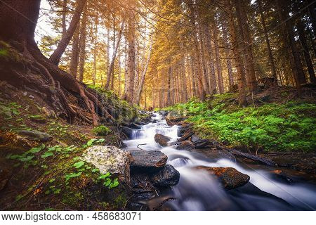 Forest Creek With Silky Smooth Waterfall With Green Fern On Both Sides