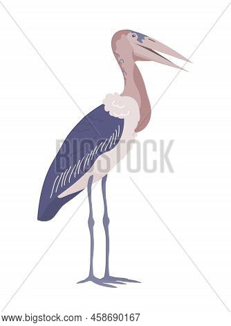 African Bird Stork Marabou. It Stands On Its Feet. Big Beak. Savannah Wildlife Animal. Fauna And Zoo