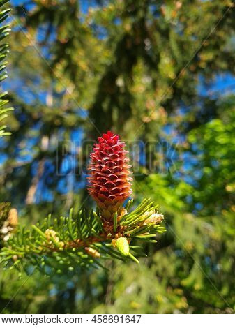 Beautiful Fern Leaf Texture In Nature. Natural Ferns Background Fern Leaves. Background Of The Ferns