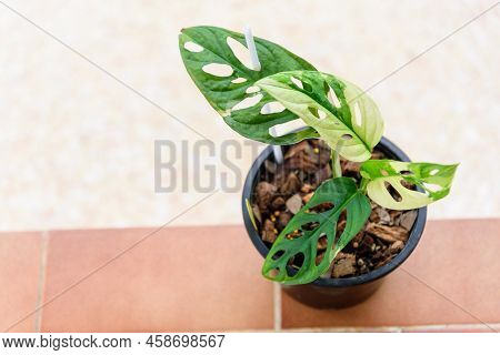 Monstera Adansonii Albo  Variegated Giant In The Pot