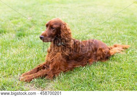 Beautiful Happy Irish Setter Dog Is Lying In Grass On A Beautiful Summer Day. Copy Space. Full Lengt