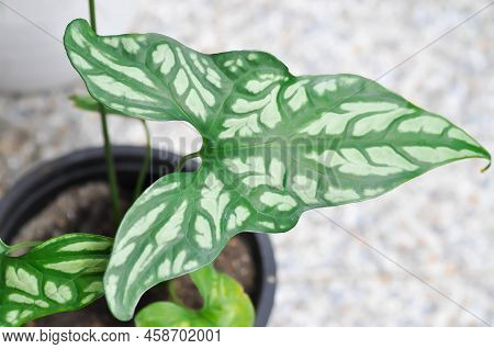 Cercestis Mirabilis, Rhektophyllum Mirabile Or Araceae Plant
