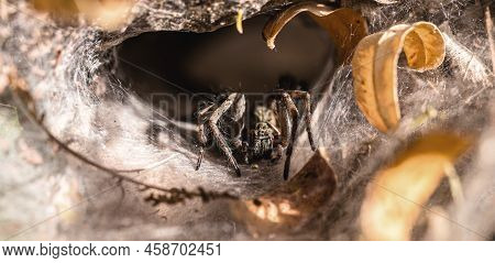 Brazilian Spider Known As Armadeira, Monkey Spider Or Banana Spider, Poisonous And Hunter