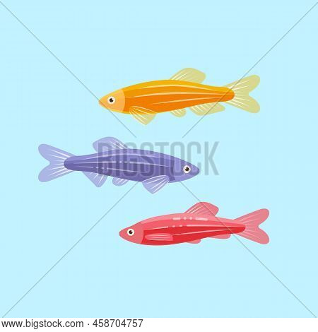 Colorful Danios Aquarium Fish. Flat Vector Isolated Illustration.
