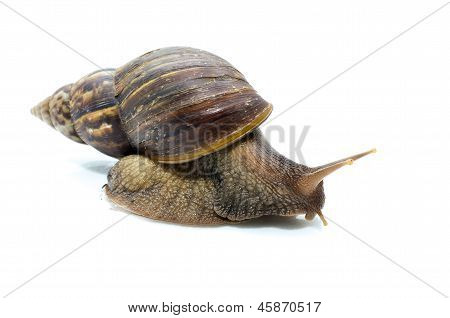 Surprised Snail .