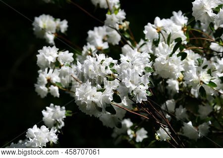 Lush Flowering White Rhododendron Catawbiense Grandiflorum Bush On A Bright Spring Day On A Dark Bac