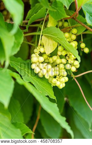 Chinese Magnolia Vine. The Concept Of Natural Substances For Health Promotion.