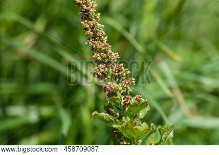 Good King Henry, Blitum Bonus Henricus